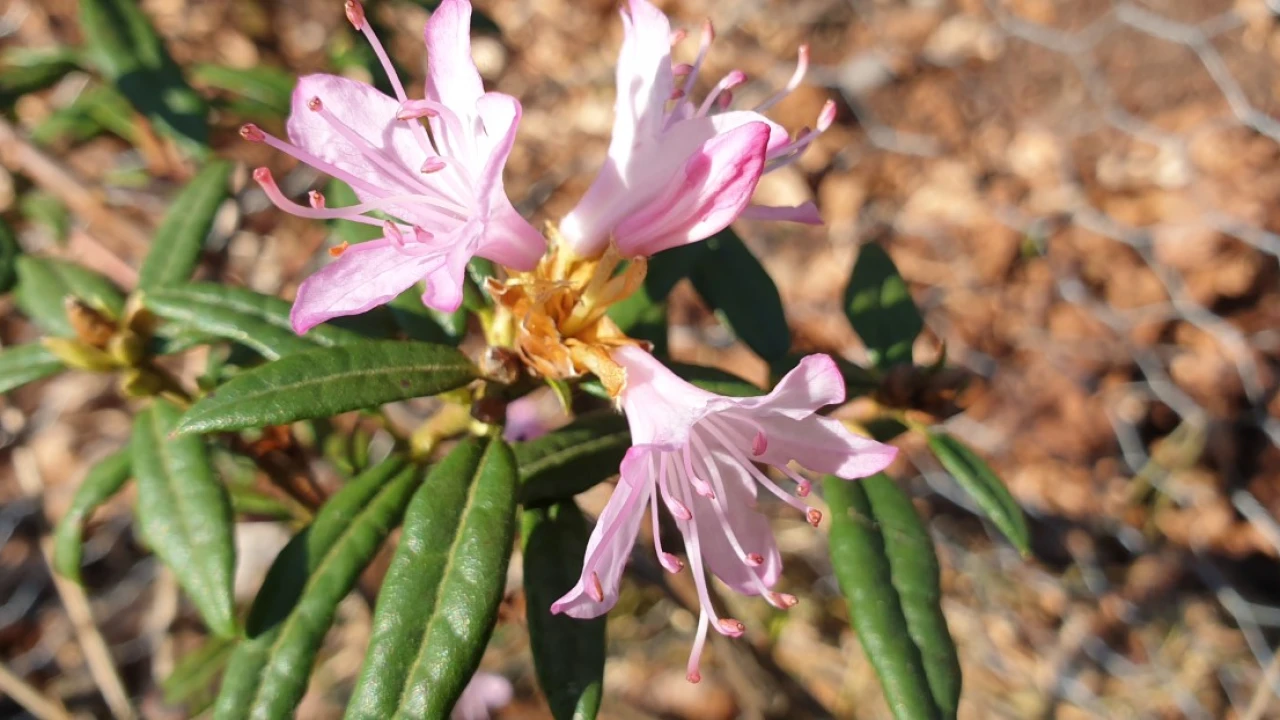 R. mollicomum